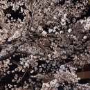 투모터스 이미지