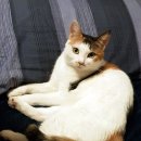 춘천 고양이집 이미지