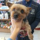 고리울로 이미지