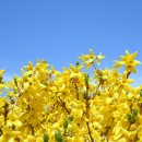 개나리공원3 이미지