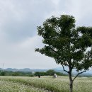 와흘메밀마을 이미지