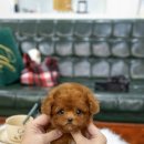 일산 강아지분양 스마트독 네이버블로그