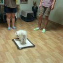 재키애견 이미지