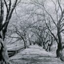 무심천 벚나무길 이미지