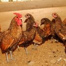 강화농장 이미지