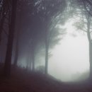 안개숲 이미지