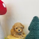 테일러퍼피 이미지