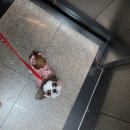 그루밍 블라썸 이미지