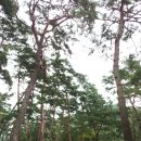 소슬바람 이미지