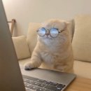 주)조이트래블여행사 | 칸쿤 신혼여행 허니문리조트 계약 완료✨후회 없는 여행사 선정 기준 · 지인할인 페이백