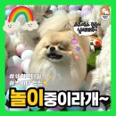 쉐이크테일 강아지 애견 유치원 호텔 미용 이미지