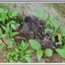 새들민박 이미지