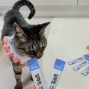 딜라잇펫 이미지