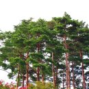 상록수(Evergreen) 이미지