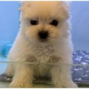 즐거운 강아지 이미지