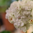 위드메드 이미지