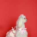 딸기애견미용실 이미지