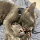 애정그루밍 이미지