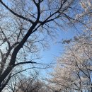 송죽동 행정복지센터 문화관람실 | 2026 수원 만석공원 새빛축제 방문 후기: 주차 명당부터 현지인 추천 맛집까지 총정리 (+4월5일 개화...