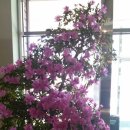 웃으면 돼지 이미지