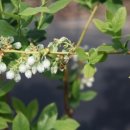 삼보농원 이미지