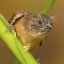 *** 왁스빌---5).Zebra Waxbill, Golden breasted Waxbill 이미지