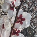 회화나무 도서관 | 선비정신의 상징 매실나무