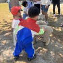 영목장 | 아이와 가볼만한 곳 가평 양떼목장 두 번 가본 후기