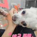 미소 Daum카페