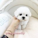 부산강아지분양 퍼피몰리 이미지