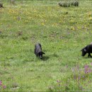 샹그리라 이미지