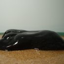 이천서씨 묘 이미지