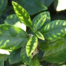 감귤의 아연 결핍 현상(Zinc deficiency symptoms) 이미지