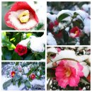 동백초장 이미지