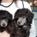 해피애견타운 분당판교점 이미지