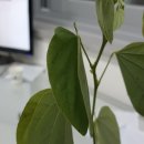 지니 나비 이미지