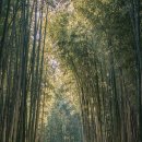 죽녹원로 | 담양 죽녹원 대나무숲 코스 입장료 겨울 여행지 추천