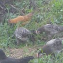 새운농장 이미지