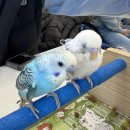 (가칭)서산예천유치원 | 서산 아이랑 가볼만한곳 리프패럿 앵무새카페 체험 후기