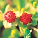 산딸기 - 김해시 번화1로68번길 19 | 산딸기