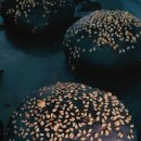 진가식품 이미지