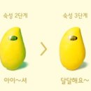 초록망고
