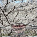 구례상설장시장 | 경남 하동 십리벚꽃길 화개장터 벚꽃 절정 만개 3월 31일 여행 후기