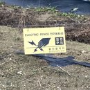 일환네백숙 이미지