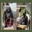 모루 | 반려동물굿즈 커스텀 모루팟 후기 ! 무드이너프, 잠실 벚꽃 데이트 공방