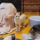 청춘 고양이 카페 이미지