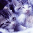 야옹야옹 이미지