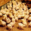 농업회사법인 다음산업㈜ 이미지