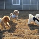 호야켄넬 이미지