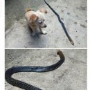 웃는 강아지 이미지